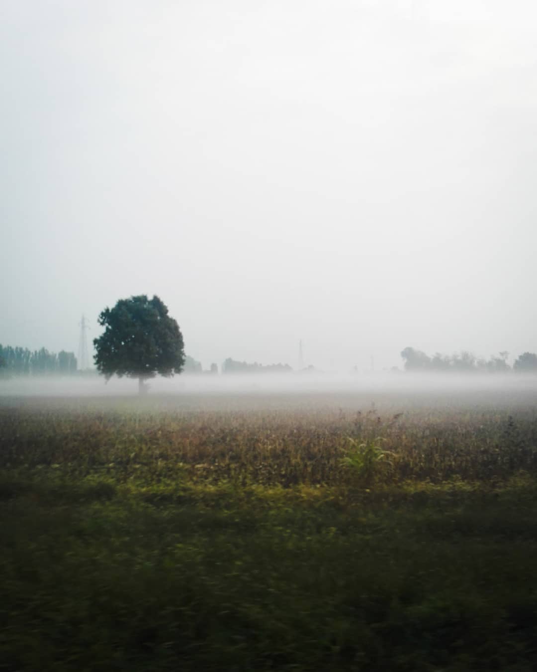 Un albero nella foschia